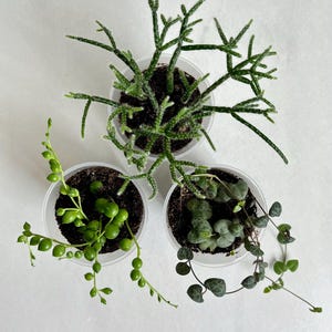 Peut inclure: Trois petites plantes succulentes en pot sur une surface blanche. La plante du haut a une structure verte ramifiée. La plante en bas à gauche présente une chaîne de perles. La plante en bas à droite a des feuilles en forme de cœur.