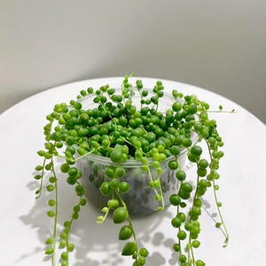 Senecio rowleyanus Live Plant: Rooted String of Pearls Succulent (10cm Pot)