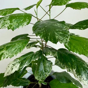 Op de afbeelding: Een kamerplant in een pot met brede, getande bladeren met een bont patroon van donkergroene en crèmewitte vlekken. De plant heeft dunne, vertakte stengels en staat in een eenvoudige witte pot gevuld met donkere potgrond.