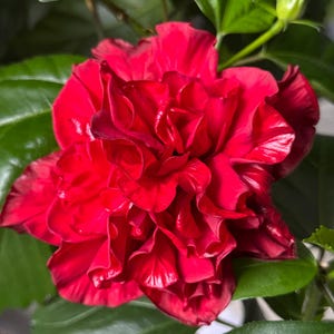 Red Double Petal Hibiscus Live Plant 15 cm high (Rosa-sinensis)
