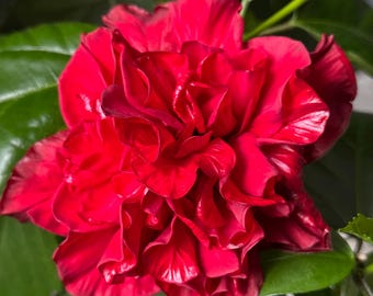 Red Double Petal Hibiscus Live Plant (Rosa-sinensis)