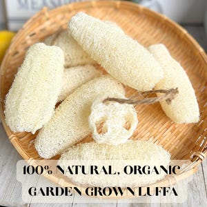 Selbst angebauter organischer Luffa-Schwamm 100% natürlich, perfekt für Handwerk, Seife + GRATIS Seifenmustergeschenk!