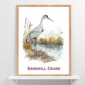 Sandhill Crane Florida Birds Wildlife Wall Art - Diseño de cartel de pájaro icónico Lake Home Beach Cottage Birder Decor Arte de acuarela