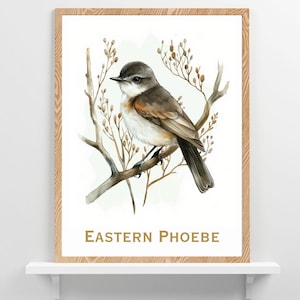 Eastern Phoebe Watercolor Bird Print Design Florida Birds Wildlife Wall Art Lake Home or Beach Cottage Birder Decor Bird Lovers Gift