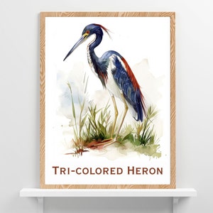Florida Birds Wildlife Wall Art - Diseño de póster de pájaro icónico de garza tricolor, casa en el lago o cabaña en la playa, decoración para observadores de aves, regalo para amantes de las aves