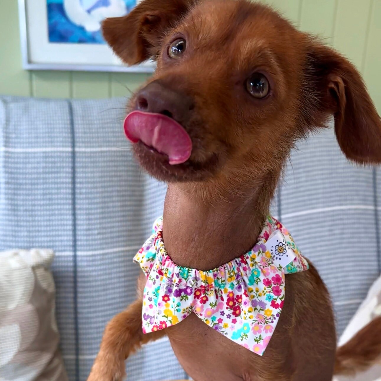 Hunde-Bandana „Bitte Fragen Vor Dem Streicheln“ – 2 Stück, Polyester, Für Mittelgroße & Große Hunde