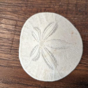 Sand dollars from Pacific Northwest beaches.