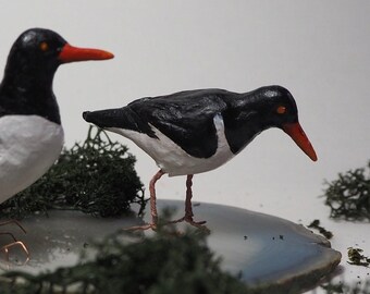 Little Oystercatcher