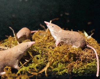 Tiny Shrew