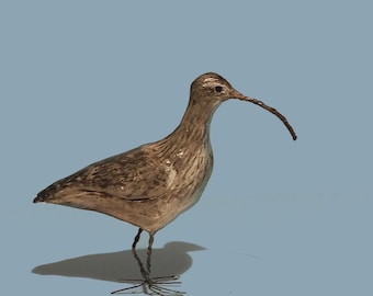 Little Curlew Figure