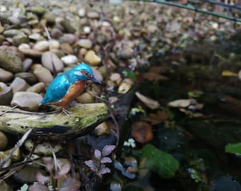 Little Kingfisher