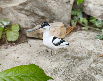 Little Avocet