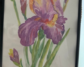 Iris violette