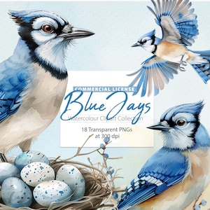 May include: Watercolor clipart collection of blue jays. The set includes three blue jays, one perched on a branch with a nest of blue eggs, one flying with its wings spread, and one perched on a branch. The text "Commercial License Blue Jays Watercolor Clipart Collection 18 Transparent PNGs at 300 dpi" is displayed on the image.