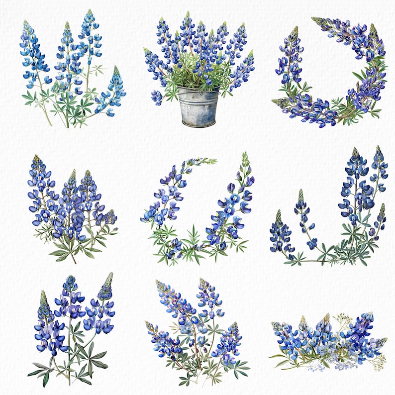 Texas State Flower, Bluebonnet Clipart, Texas Bluebonnet Png, Blue ...