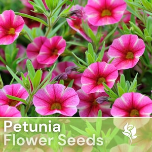 200 Petunia Seeds - Cherry Taffeta - Flower Seeds, Heirloom Seeds, Non Gmo, Garden Seeds, Gardening