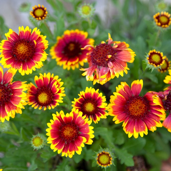 150 Indian Blanket seeds, Flower Seeds, Heirloom Seeds, Non Gmo, Garden Seeds, Gardening