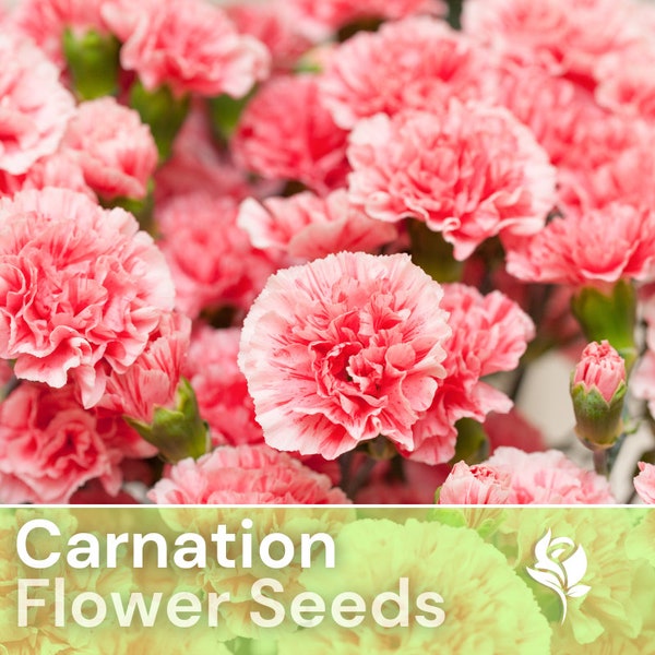 250 Carnation seeds - Tender Rose - Flower Seeds, Heirloom Seeds, Non Gmo, Garden Seeds, Gardening