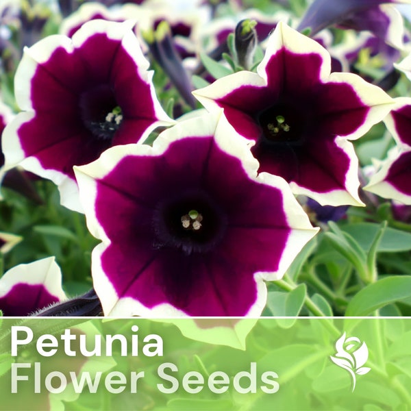 200 Petunia Seeds - Raspberry Whirl - Flower Seeds, Heirloom Seeds, Non Gmo, Garden Seeds, Gardening