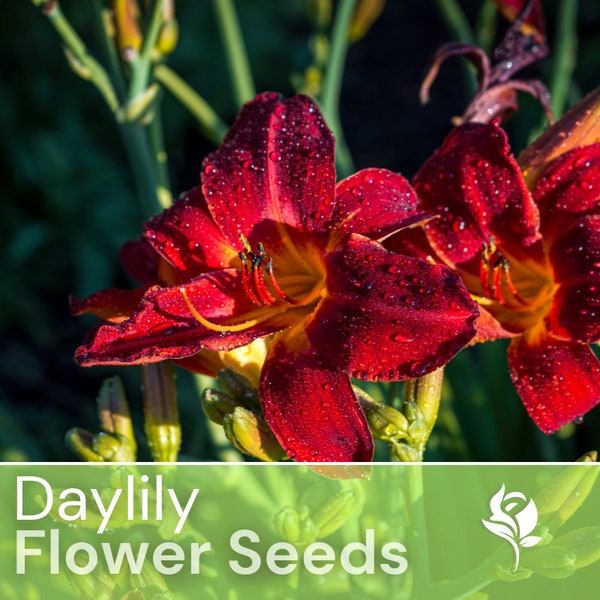 20 Daylily seeds - Red - Flower Seeds, Heirloom Seeds, Non Gmo, Garden Seeds, Gardening