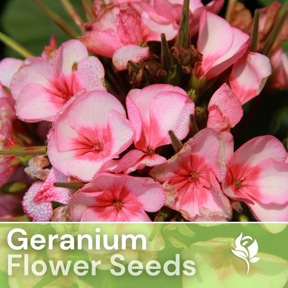 100 Geranium Seeds Maverick Pink Flower Seeds, Heirloom Seeds, Non Gmo ...