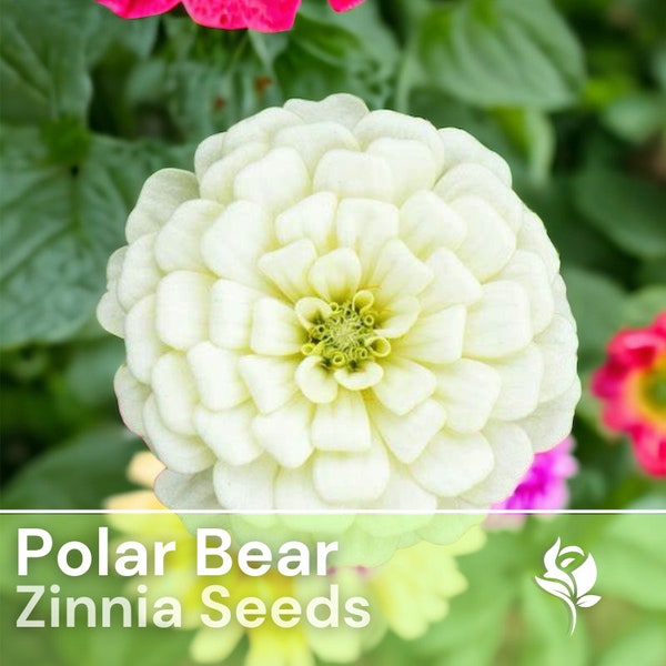 150 Zinnia Seeds - Polar Bear - Flower Seeds, Heirloom Seeds, Non Gmo, Garden Seeds, Gardening