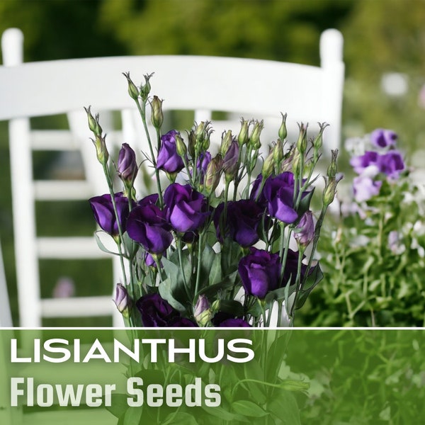 140 Lisianthus Seeds - Midnight Shadow - Flower Seeds, Heirloom Seeds, Non Gmo, Garden Seeds, Gardening