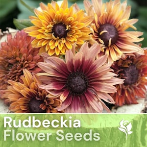 125 Rudbeckia Seeds - Antique Mix - Flower Seeds, Heirloom Seeds, Non Gmo, Garden Seeds, Gardening