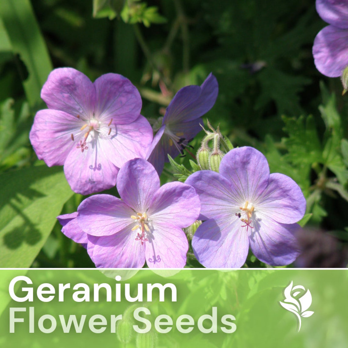 100 Geranium Seeds Tranquil Lilac Flower Seeds, Heirloom Seeds, Non Gmo ...