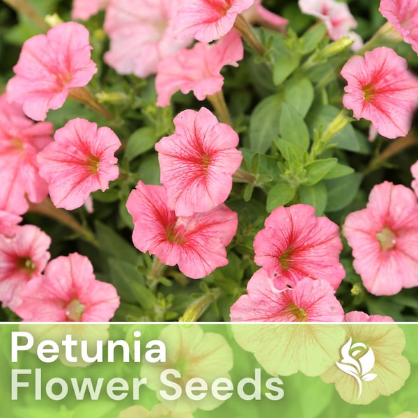 200 Petunia Seeds - Blush Euphoria - Flower Seeds, Heirloom Seeds, Non Gmo, Garden Seeds, Gardening