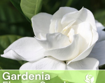 75 Gardenia Seeds - Cape Jasmine - Flower Seeds, Heirloom Seeds, Non Gmo, Garden Seeds, Gardening