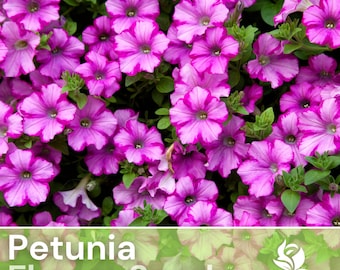 200 Petunia Seeds - Plum Angel - Flower Seeds, Heirloom Seeds, Non Gmo, Garden Seeds, Gardening