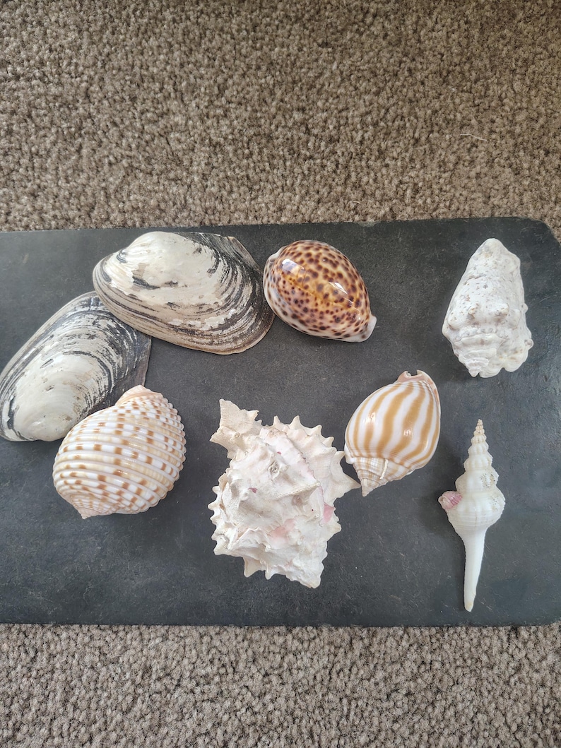 Have Let Marine Shell Collection Large Vintage Seashell Collection (8) 3–5