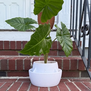 May include: An Alocasia plant with large, deep green, heart-shaped leaves featuring prominent veins. The plant is potted in a white, two-tiered, circular planter with a textured finish. The leaves have a glossy appearance and pointed tips.