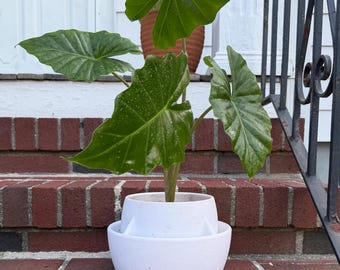 Grote zelfwaterende plantenpot: modern cadeau voor plantenliefhebbers