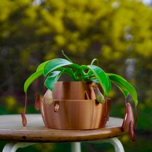 以下が含まれることがあります： 鮮やかな緑色の葉と複数の赤茶色の捕虫袋をぶら下げたネペンテス（ウツボカズラ）が、滑らかな金属製の銅色をした円筒形の段付き容器に植えられており、植物と鉢の間の鮮やかなコントラストが際立っています。