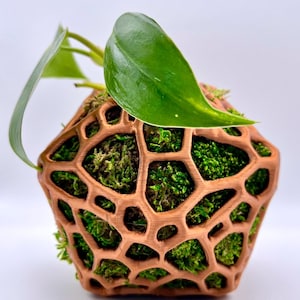 Orchid Pot Kokedama Moss Ball for Orchids and Air plants