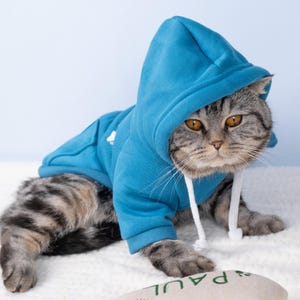 May include: A gray tabby cat wearing a blue hooded sweatshirt with white drawstrings. The cat is lying on a white surface, looking directly at the camera. The sweatshirt has a small white design on the chest.