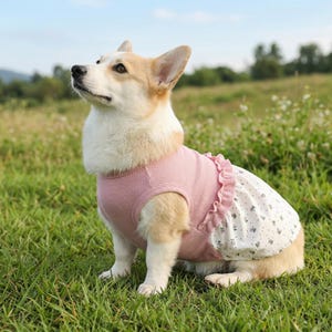 Peut inclure: Un Corgi Pembroke Welsh portant un haut en maille gaufr&eacute;e rose avec une taille &agrave; volants et une jupe blanche &agrave; petits motifs floraux violets. Le v&ecirc;tement pr&eacute;sente une encolure ronde et des emmanchures sans manches, ajust&eacute; au corps.