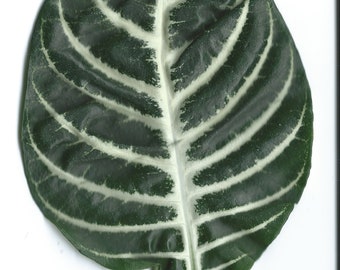 Leaf Art