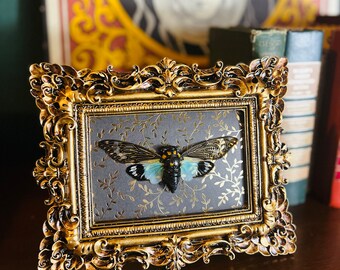 thumbnail image 2 of Cicada Pair White Ghost + Turquoise Wing – Real Insect Taxidermy, Box Frame Display, Made In UK 2 of 4