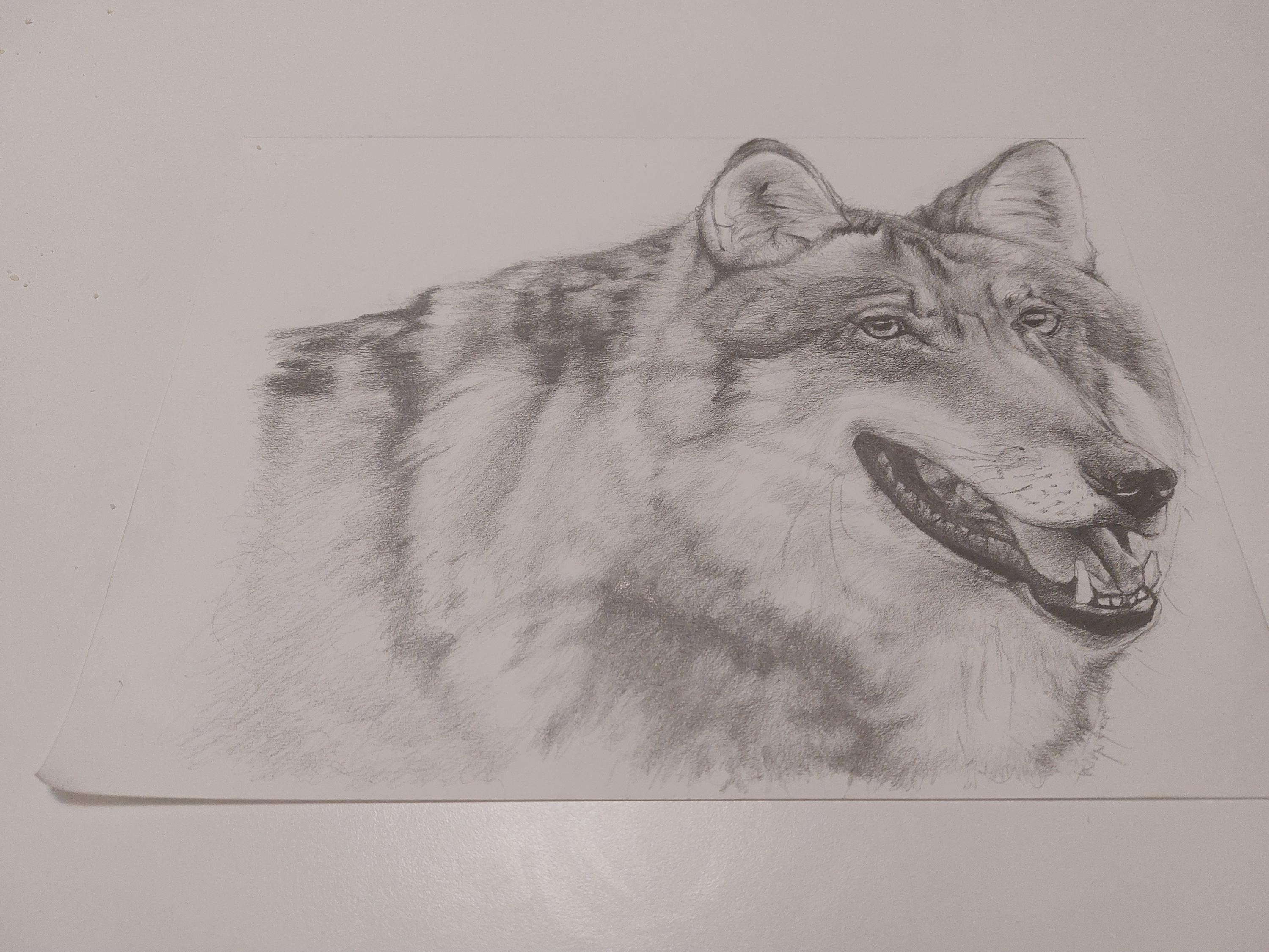 Wolves Graphite Drawing PRINT Wolf-original Wolf Drawing-graphite on Paper Art Poster Print by ...