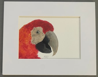 8 x 10 Scarlet Macaw Giclee with White Border.