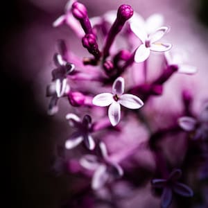 Lilac Dream.  Digital Fine Art Download – Limited Edition of 15.