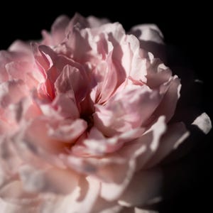 Olivia Rose, David Austin Roses. Digital download.