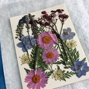 DIY Cyanotype Sun Print Kit: Botanical Craft, Photo Gifts