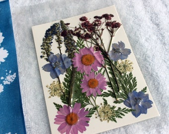 DIY Cyanotypie Sonnen Print Kit: Botanisches Kunsthandwerk, Fotogeschenke
