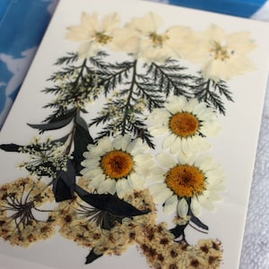 Cyanotype Sun Print Kit: DIY Botanical Blueprint Art