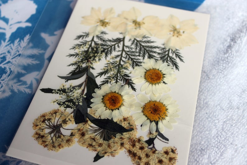 photography with a complete cyanotype sun printing kit, perfect for artists and DIY enthusiasts looking to explore the unique, blue-hued process of creating stunning, sunlight-developed images and prints