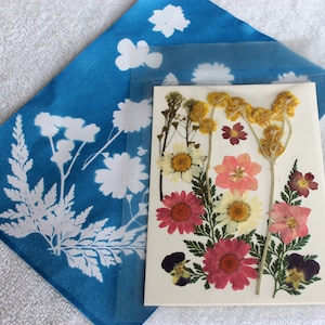 DIY Cyanotype Sun Print Kit: Botanical Craft, Photo Gifts